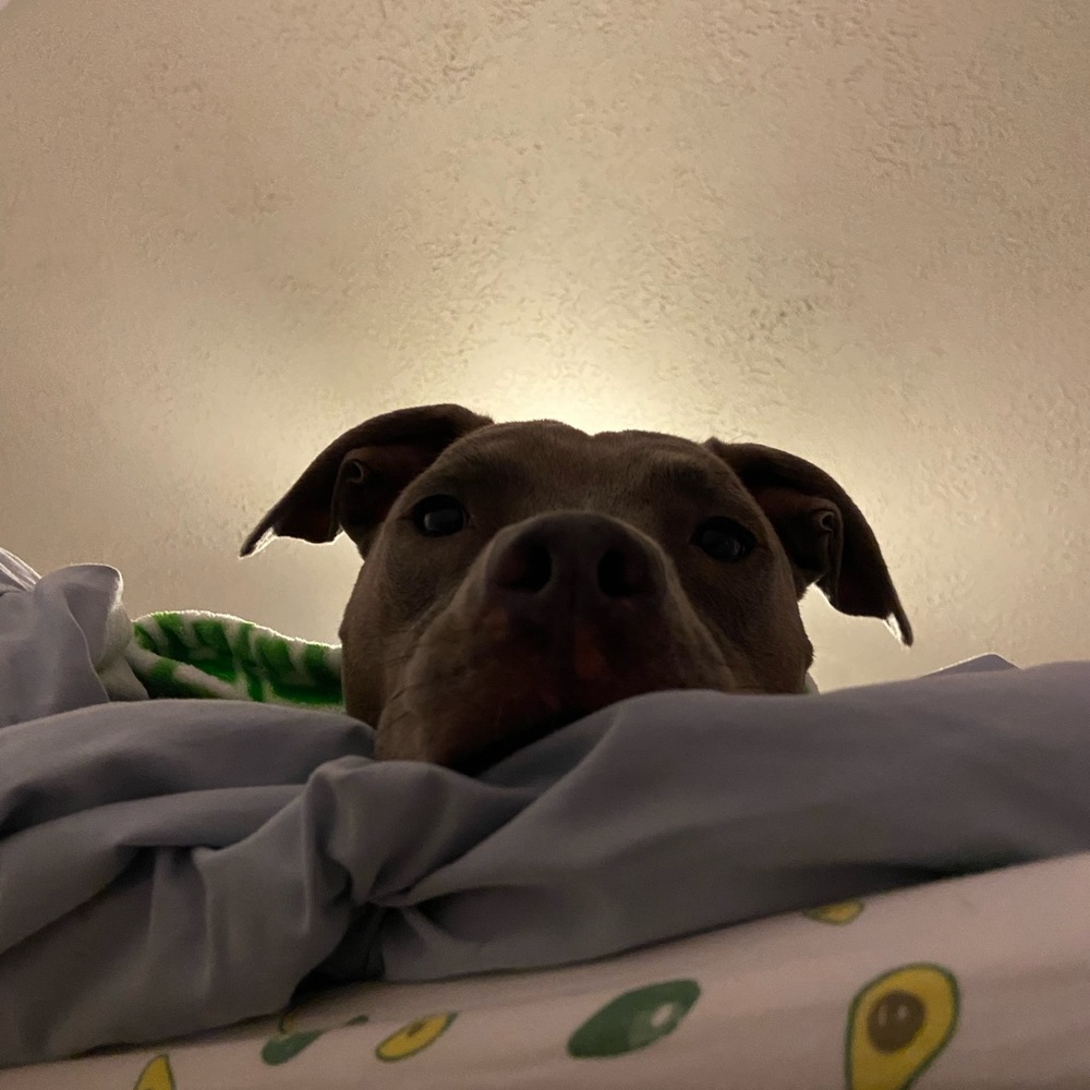 Meet your Posher, Maya